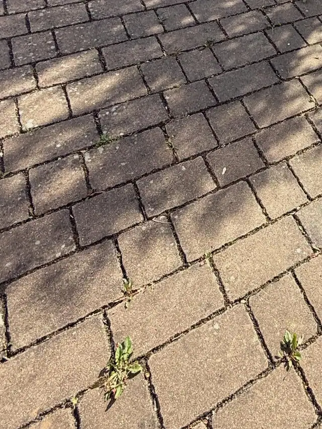 Pflaster mit Unkraut und Schatten vor der Reinigung